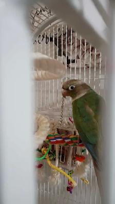 conure femelle à vendre - Photo 3