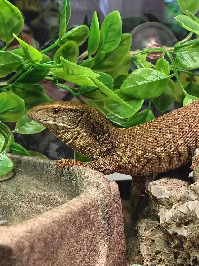 baby savannah monitor