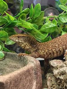 baby savannah monitor