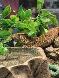 baby savannah monitor - Photo 2