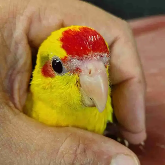 baby yellow kakariki