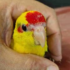 baby yellow kakariki