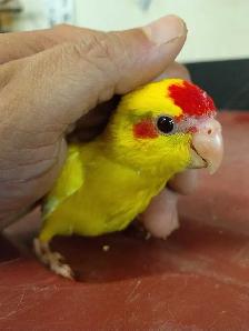 baby yellow kakariki - Photo 2