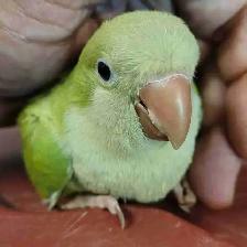 opline Quaker parrot