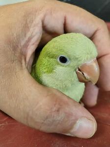 opline Quaker parrot - Photo 2