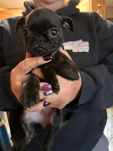 boston terrier pug puppies for sale