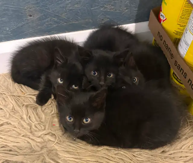 Chatons noirs et tigré