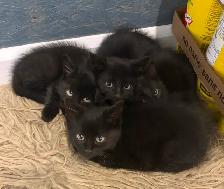Chatons noirs et tigré