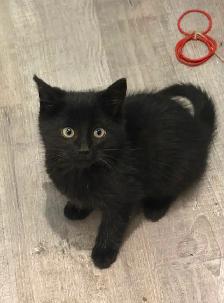 Chatons noirs et tigré - Photo 2