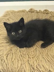 Chatons noirs et tigré - Photo 3