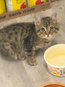 Chatons noirs et tigré - Photo 4