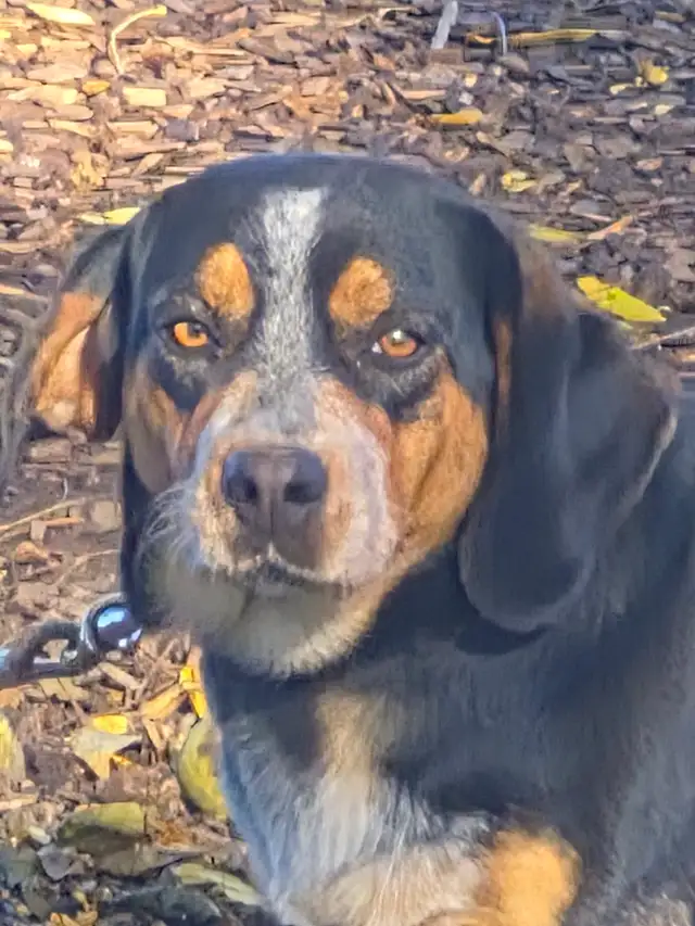 Basset hound mix