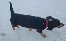 Basset hound mix - Photo 3