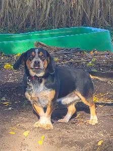 Basset hound mix - Photo 4