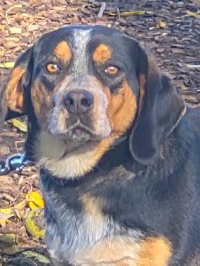 Basset hound mix - Photo 6