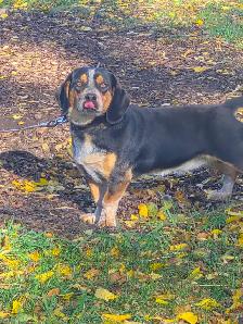 Basset hound mix - Photo 7