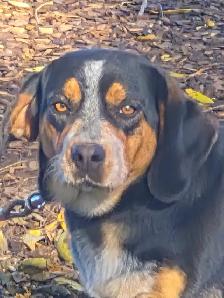 Basset hound mix - Photo 8