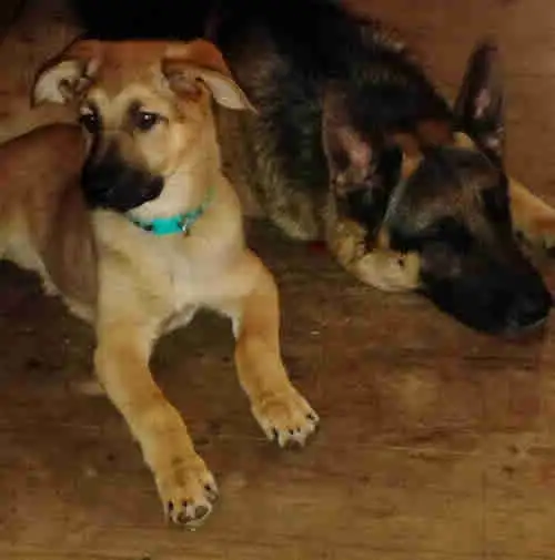 PRICE DROP HEALTHY SHEPHERD PUPS