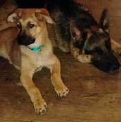 PRICE DROP HEALTHY SHEPHERD PUPS