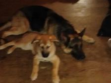 PRICE DROP HEALTHY SHEPHERD PUPS - Photo 2