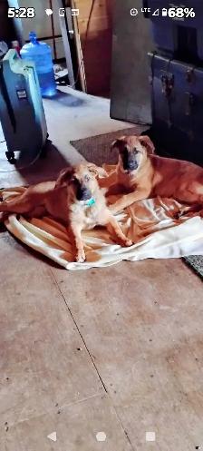 PRICE DROP HEALTHY SHEPHERD PUPS - Photo 3