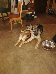 PRICE DROP HEALTHY SHEPHERD PUPS - Photo 4