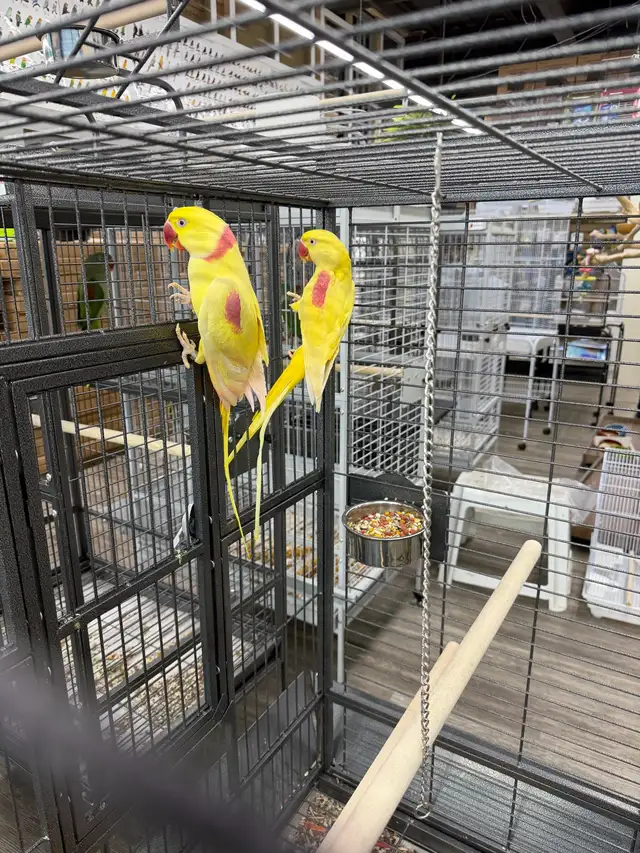 Only Lutino Alexandrine Parrot Pair Available for Sale in Canada