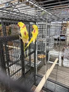 Only Lutino Alexandrine Parrot Pair Available for Sale in Canada