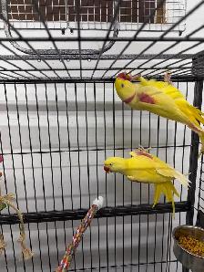 Only Lutino Alexandrine Parrot Pair Available for Sale in Canada - Photo 2