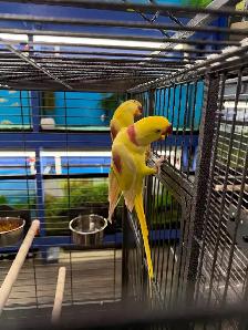 Only Lutino Alexandrine Parrot Pair Available for Sale in Canada - Photo 3