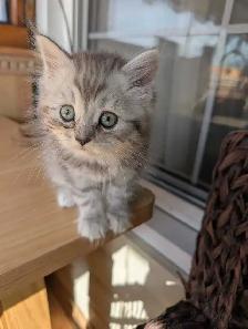 last Persian girl kitten