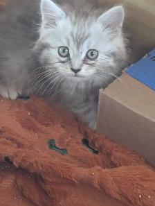 last Persian girl kitten - Photo 2