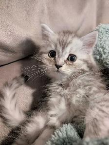 last Persian girl kitten - Photo 3