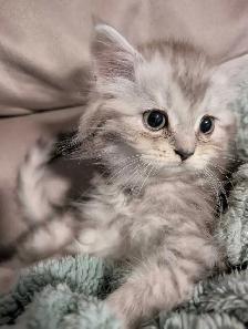 last Persian girl kitten - Photo 4