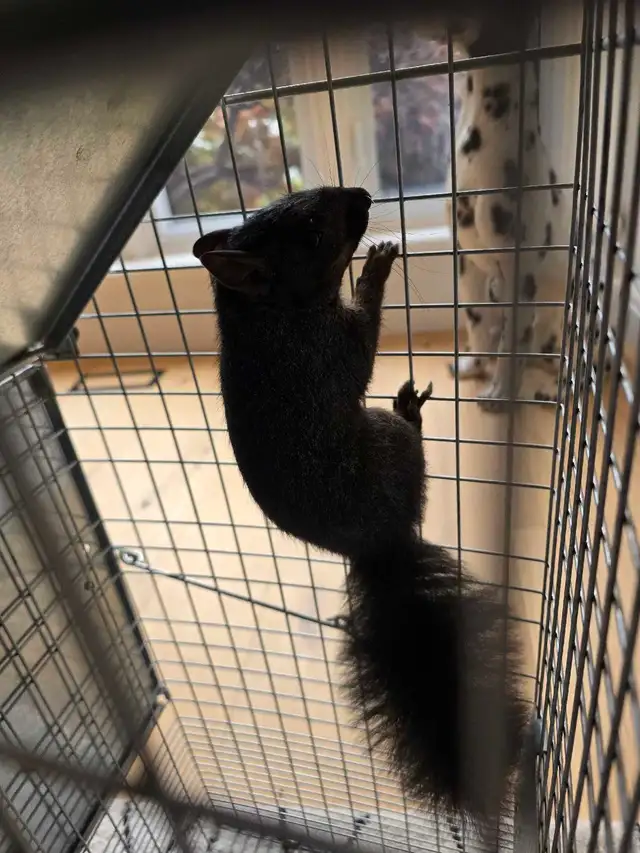 Squirrel removal