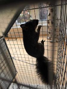 Squirrel removal