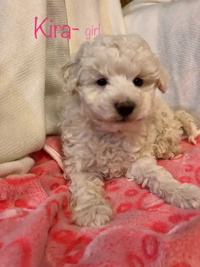 ❤️Mini poodle/Havanese❤️