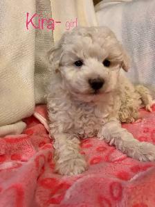 ❤️Mini poodle/Havanese❤️