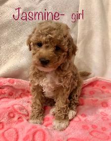 ❤️Mini poodle/Havanese❤️ - Photo 2