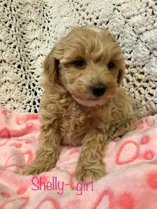 ❤️Mini poodle/Havanese❤️ - Photo 3