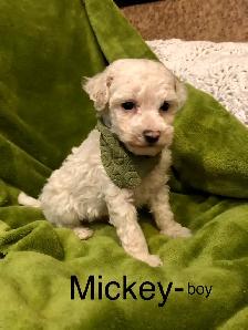 ❤️Mini poodle/Havanese❤️ - Photo 6