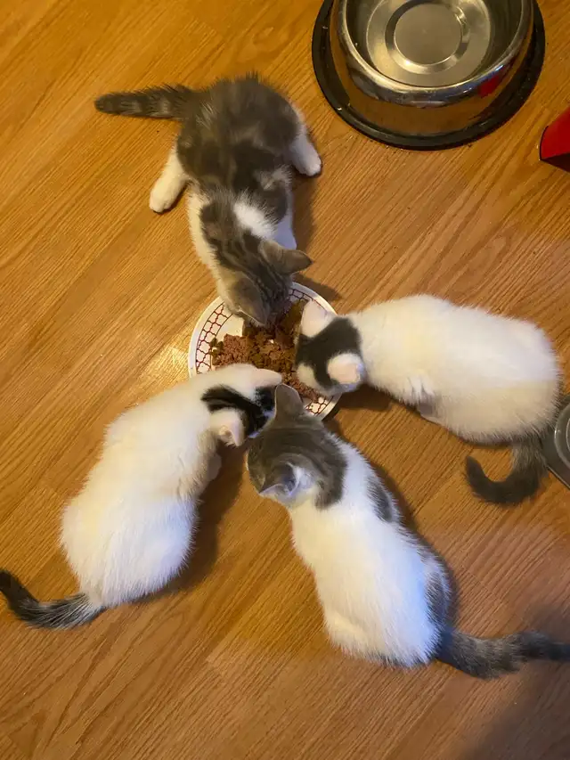 2 kittens left $100 each