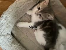 2 kittens left $100 each - Photo 2
