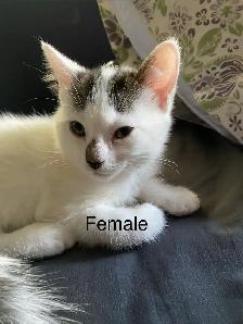 2 kittens left $100 each - Photo 3