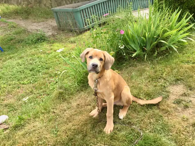 6month puppy