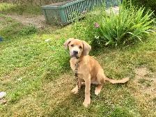 6month puppy