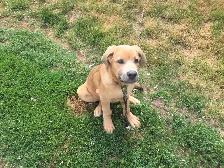6month puppy - Photo 3