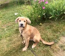 6month puppy - Photo 4