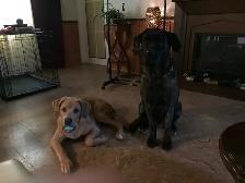 6month puppy - Photo 5