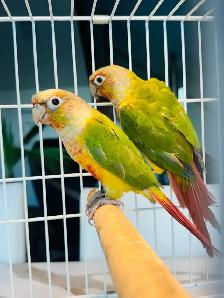 pineapple conure females - Photo 3